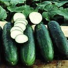 Cucumber  Hybrid   Seed s