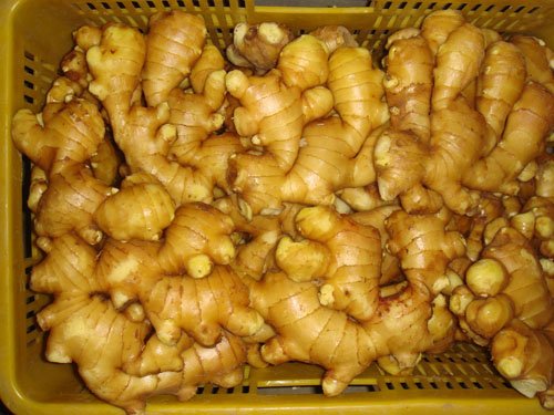 FDA CHINESE OLD FRESH GINGER