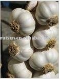garlic extract powder