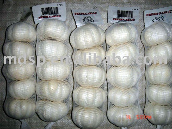 fresh chinese garlic