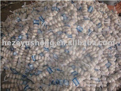 3pcs garlic China 3pcs fresh garlic