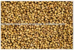coriander seed