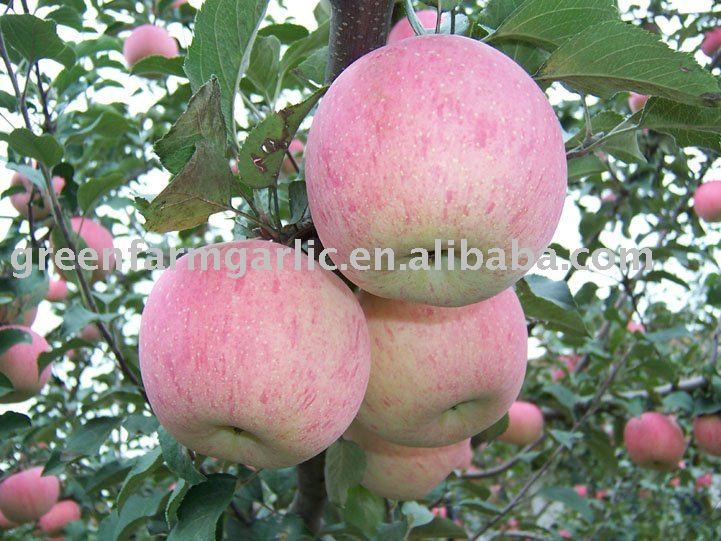 fresh fuji apple in 2011 in 15kg