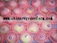 fresh fuji apple in 2011 in 10 carton