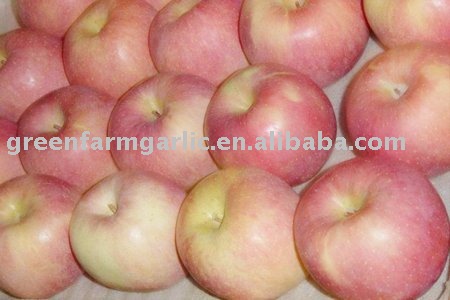 fresh 2011 red yantai fuji apple