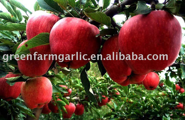 fresh 2011 red  fuji apple