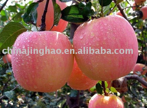 Good Quality Products - China Yantai Low Price Top Grade Fresh Red Fuji Apple