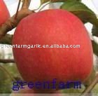 chinese fresh red delicious apple,24cm and up,5kilo/10kilo/18kilo/20kilo