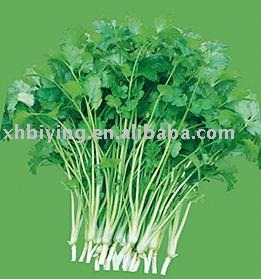  dehydrated   coriander 