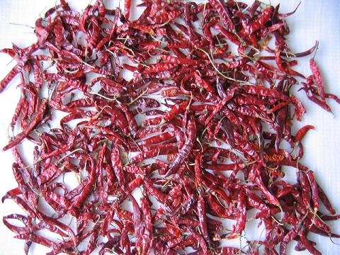 Red Chilli with Stem