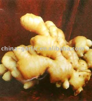 Pepe Yuzu (Yuzu Pepper)