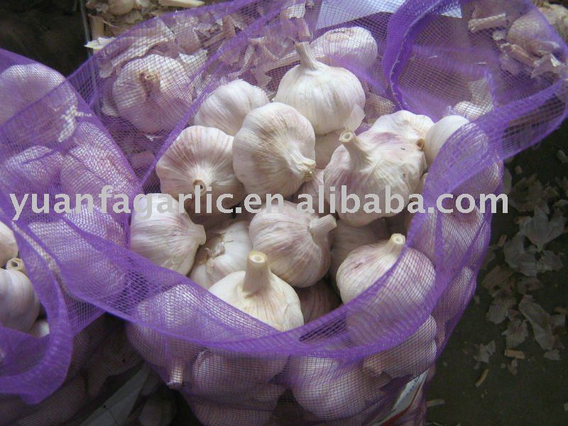 Chinese Red Garlic in Mesh Bag, MOQ:1*20 FCL