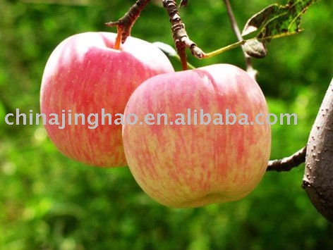 200g up Fresh Yantai Apple