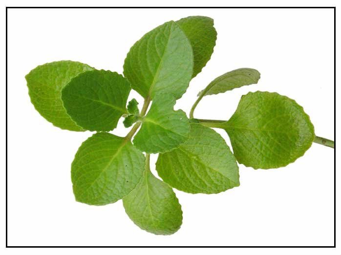 Oregano Oil