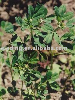  Fenugreek  Seed  Extract  10:1