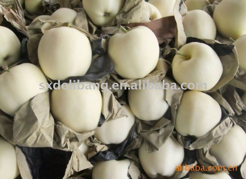 Fresh Fuji  apple from Luochuan, Shaanxi