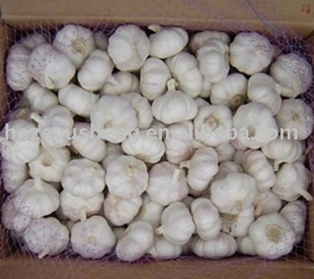 China fresh  garlic  /  Shandong   garlic 