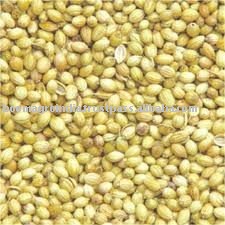 CORIANDER SEED (EAGLE  LIGHT   GREEN    YELLOWISH QUALITY)