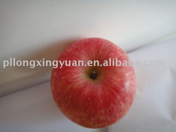 fresh red shandong fuji apples