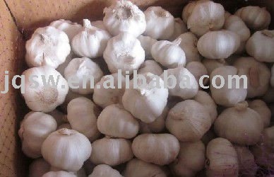 jinxiang garlic,2011 new crop,the fresh garlic price is low with high quality(5.0cm up,normal white)