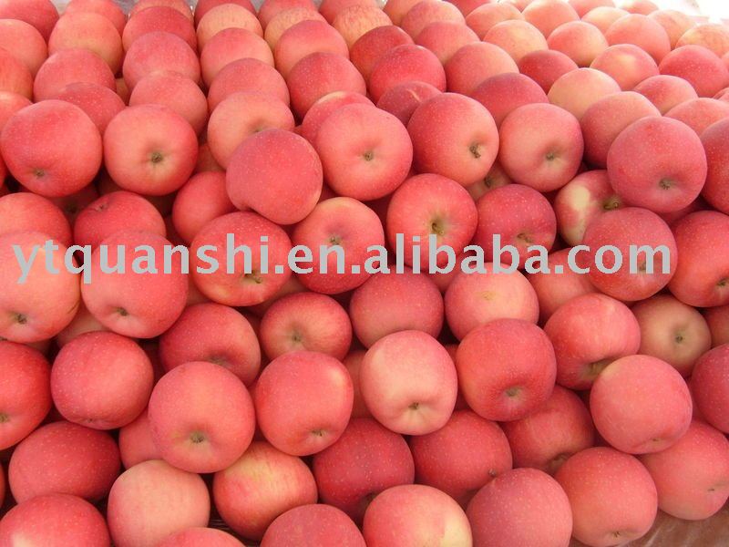 Qixia Fuji Apple