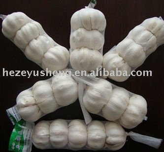 China fresh 3pcs pure white garlic