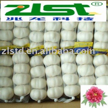 chinese super quality garlic, normal white, new crop(2011)