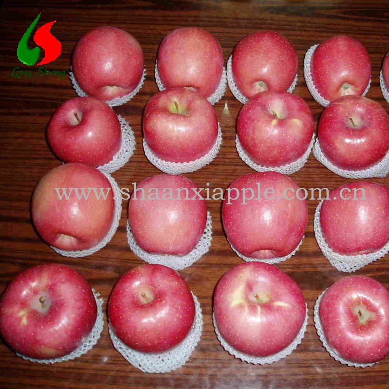 luochuan blush red fuji apple