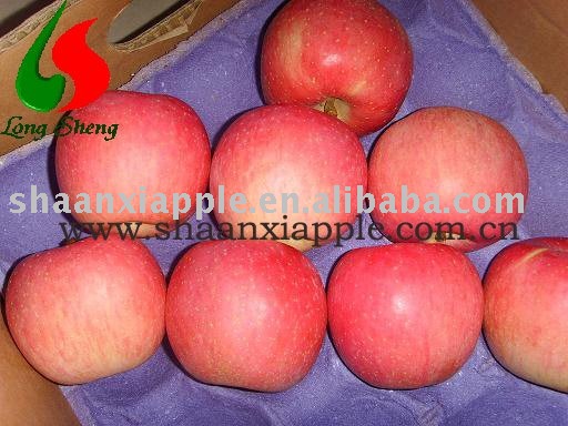 luochuan 2010 new red fuji apple