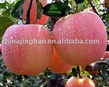 Low Price - 2010 Juicy Crispy Acidic Sweet Fresh Yantai Red Fuji Apple