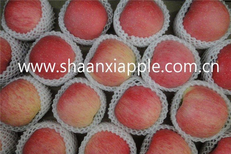 Shaanxi  blush   red   fuji   apple 