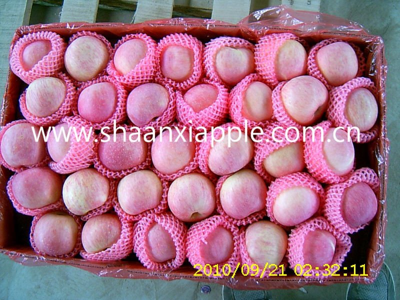 export to  Bengal  fuji apple