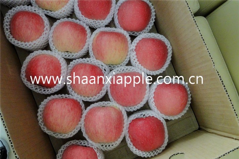 Shaanxi fragile sweet fuji apple
