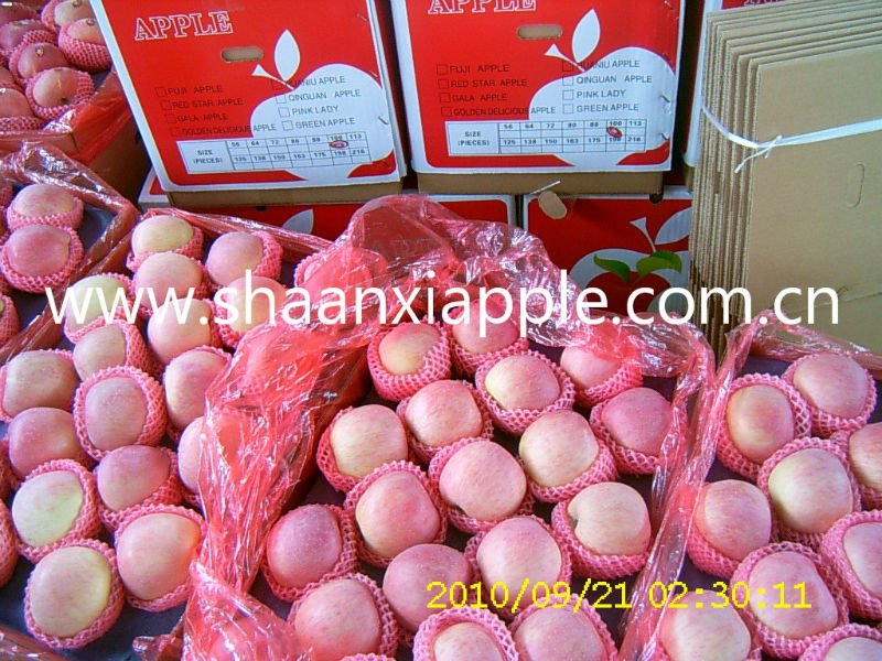 export to Bengal red fuji apple