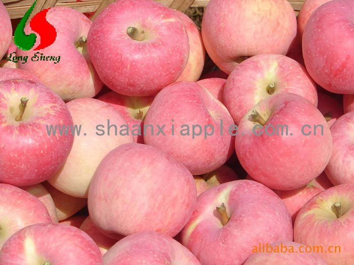 supply  shaanxi  apple