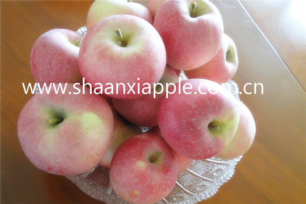 Shaanxi delicious crystal fuji apple