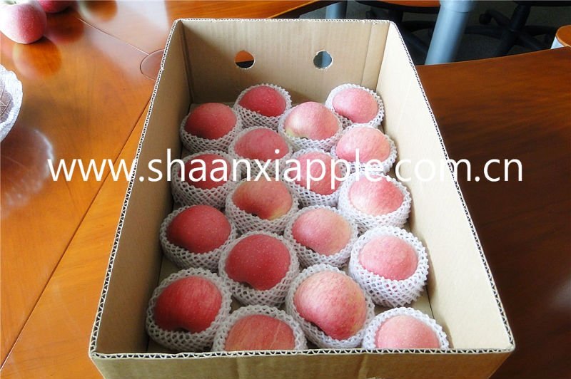 Shaanxi 70% blush red fuji apple