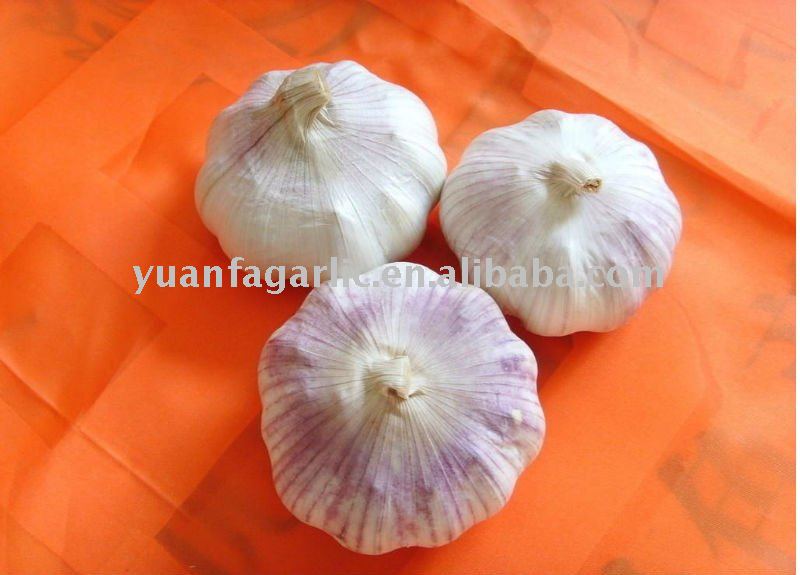 China Fresh Garlic in Mesh Bag Package