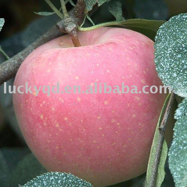 fresh yantai apple 80mm