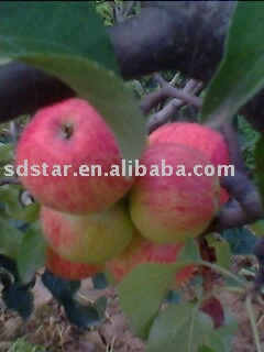 sell fresh chinese apple(USA NO.8 apple)