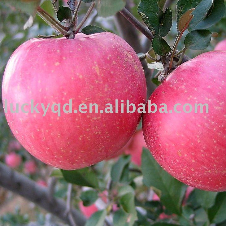  fresh   yantai   apple  113 size