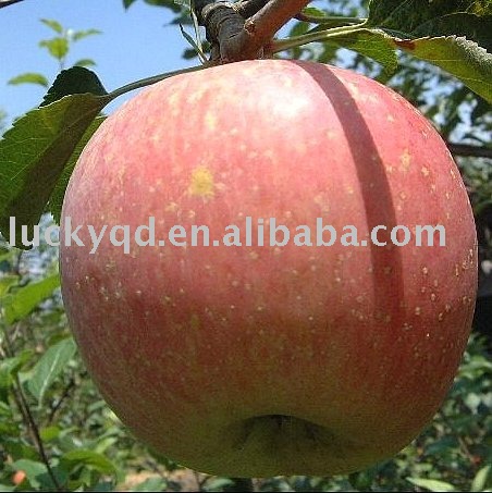 fresh yantai apple 80 size