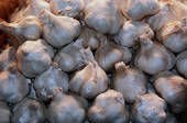 Big  Garlic  Premium Quality  Garlic   Loose   Garlic  Dried  Garlic 
