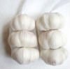 Maharashtra Premium Quality Garlic Gujrat Premium Quality Garlic White Skin Garlic Pure White Skin G