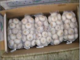 Non Peeled Garlic Garlic Clove Big Garlic Clove Bulk Garlic Producer Satikuwar Garlic Fresh White Ga