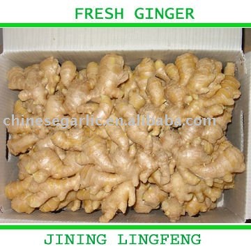 2011 Fresh yellow ginger
