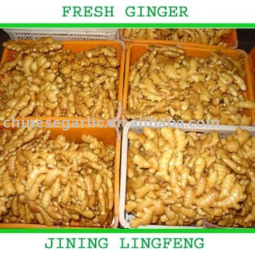 young fresh yellow ginger