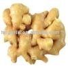 root ginger