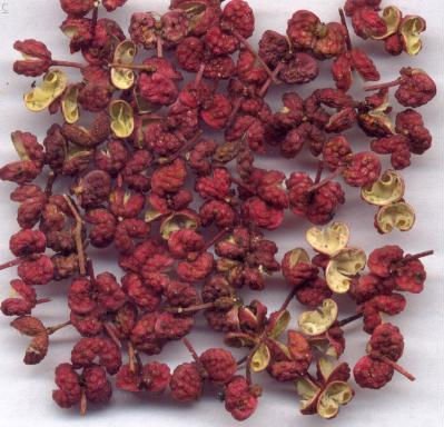  Chinese   Prickly   Ash 