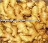 Chinese New Ginger In Net Bag